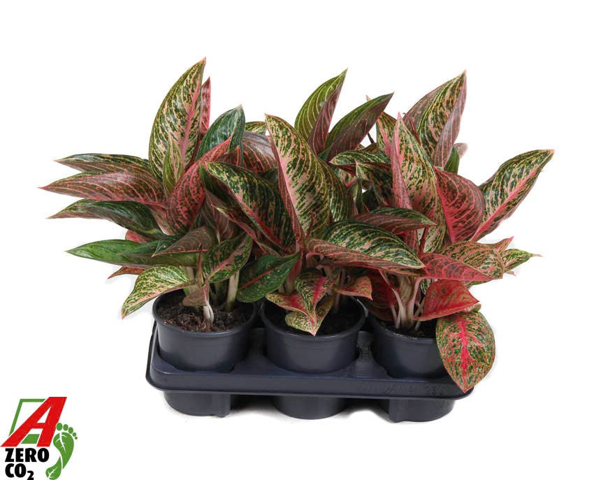Aglaonema Hybrid 30cm 13cm Pot
