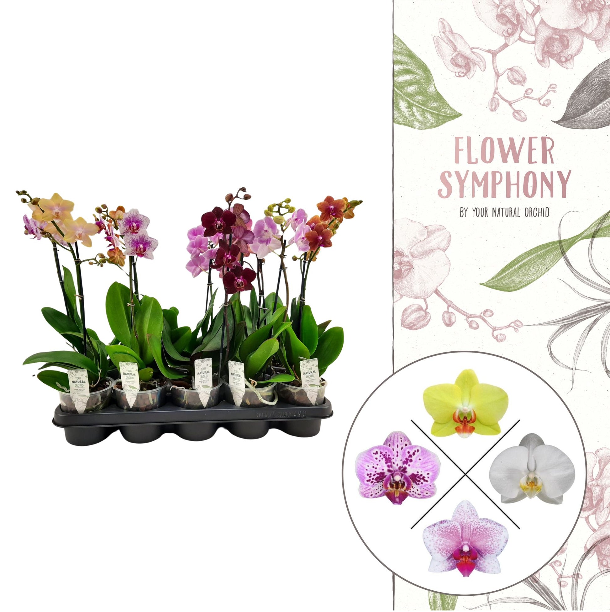 Phalaenopsis mix 40cm 12cm Pot