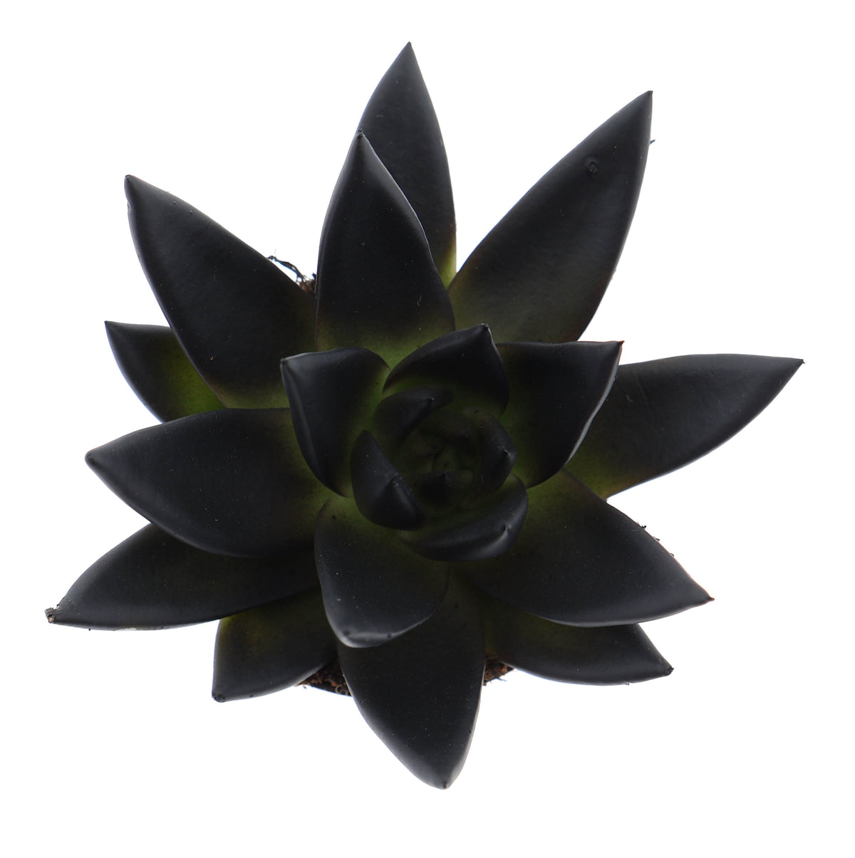 Rainbow deep black 8cm 6cm Pot