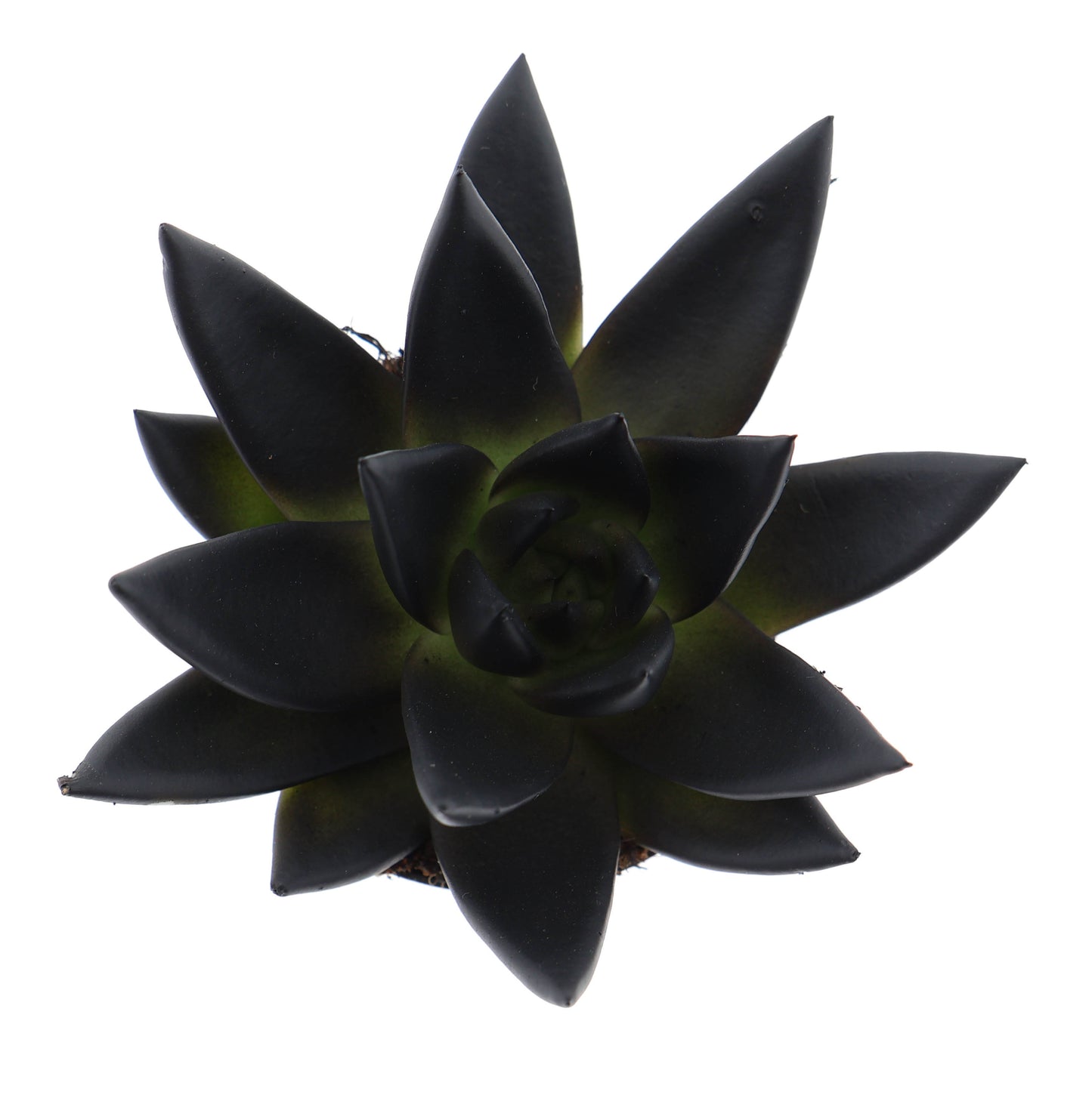 Euro Cactus Holland Bv Rainbow deep black Pack of 16