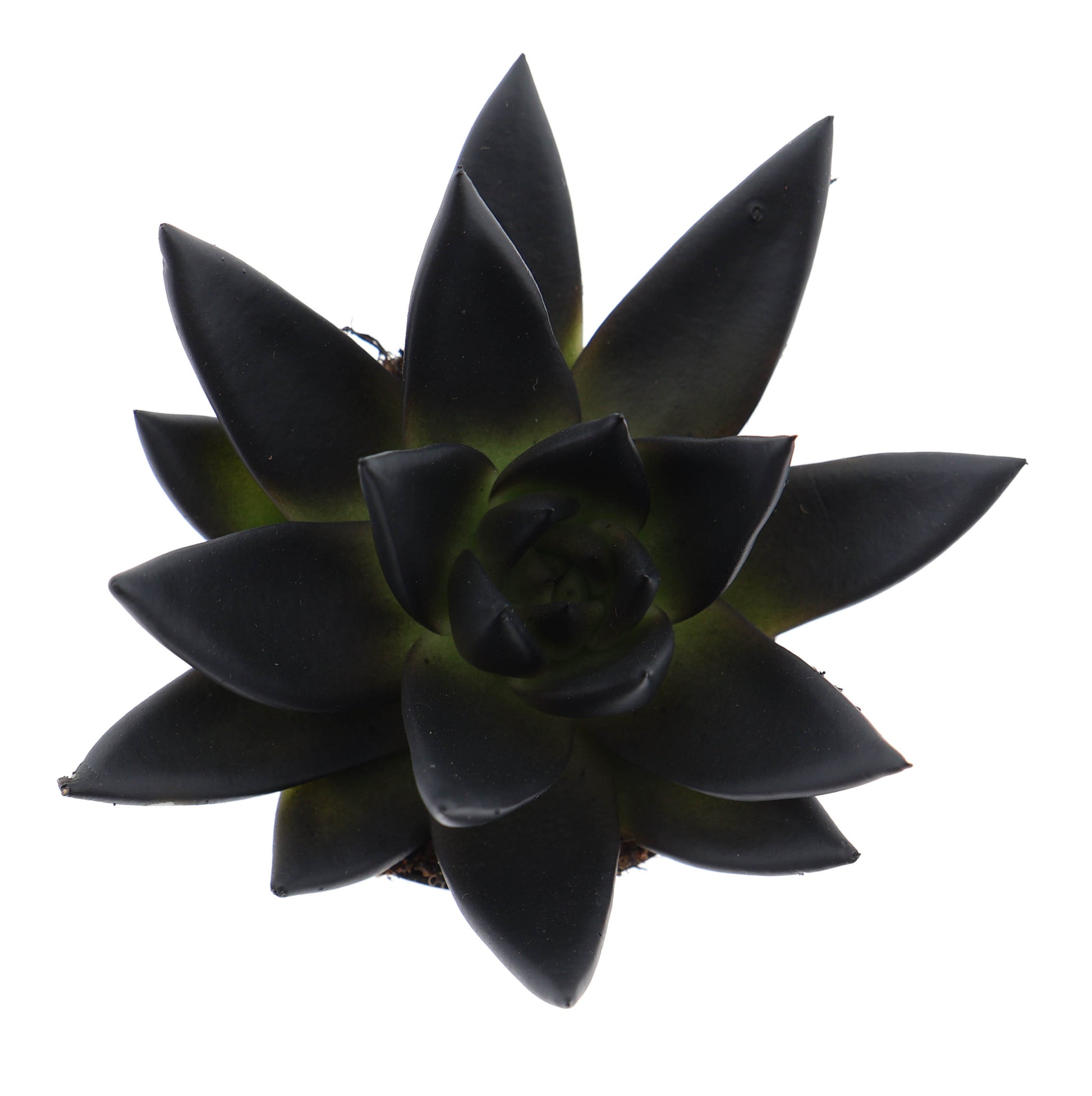 Euro Cactus Holland Bv Rainbow deep black Pack of 16