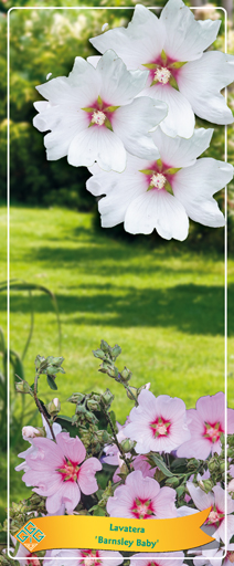 Lavatera 'Barnsley Baby' 40cm 14cm Pot