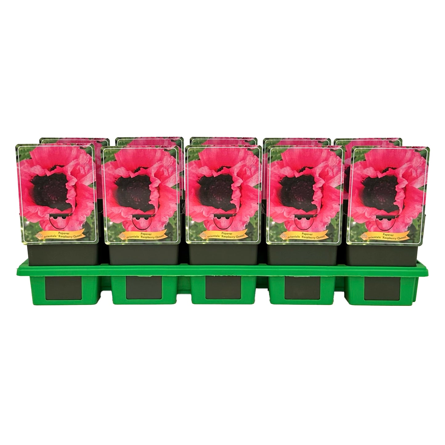 Gebr. Griffioen Papaver ori. Turkenlouis Pack of 10