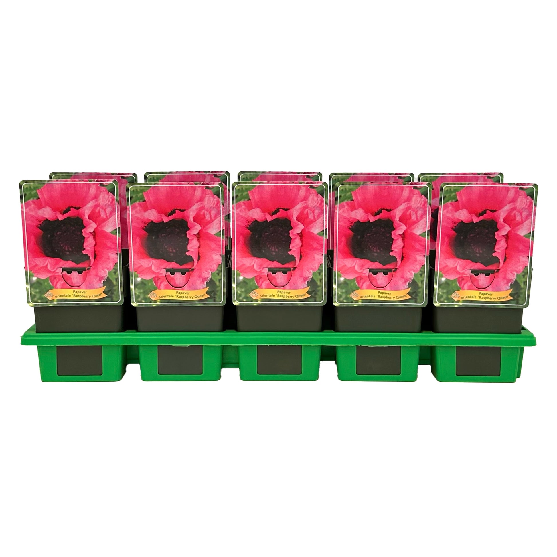 Gebr. Griffioen Papaver ori. Turkenlouis Pack of 10