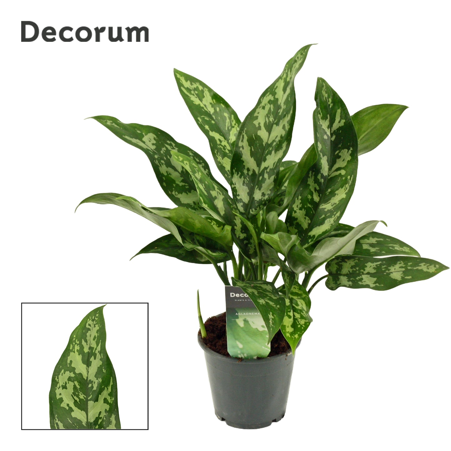 Duijn-Hove BV, kwekerij Aglaonema Maria Pack of 6