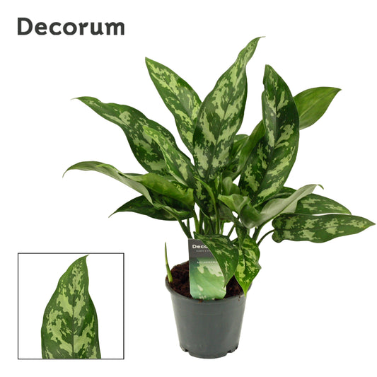 Aglaonema Maria 35cm 12cm Pot