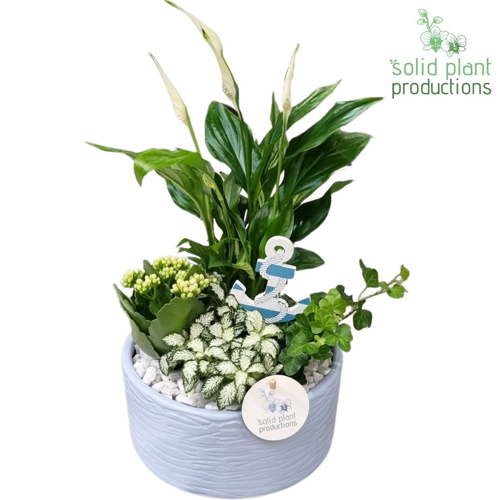 SP003 Loes Blue 38cm 18cm Pot