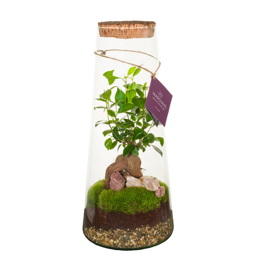 Wardians Wardians Terrarium - Triton LARGE Pack of 1