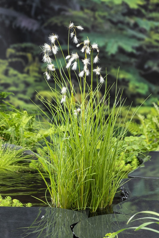 Waterplkw R. Moerings Eriophorum angustifolium Pack of 6
