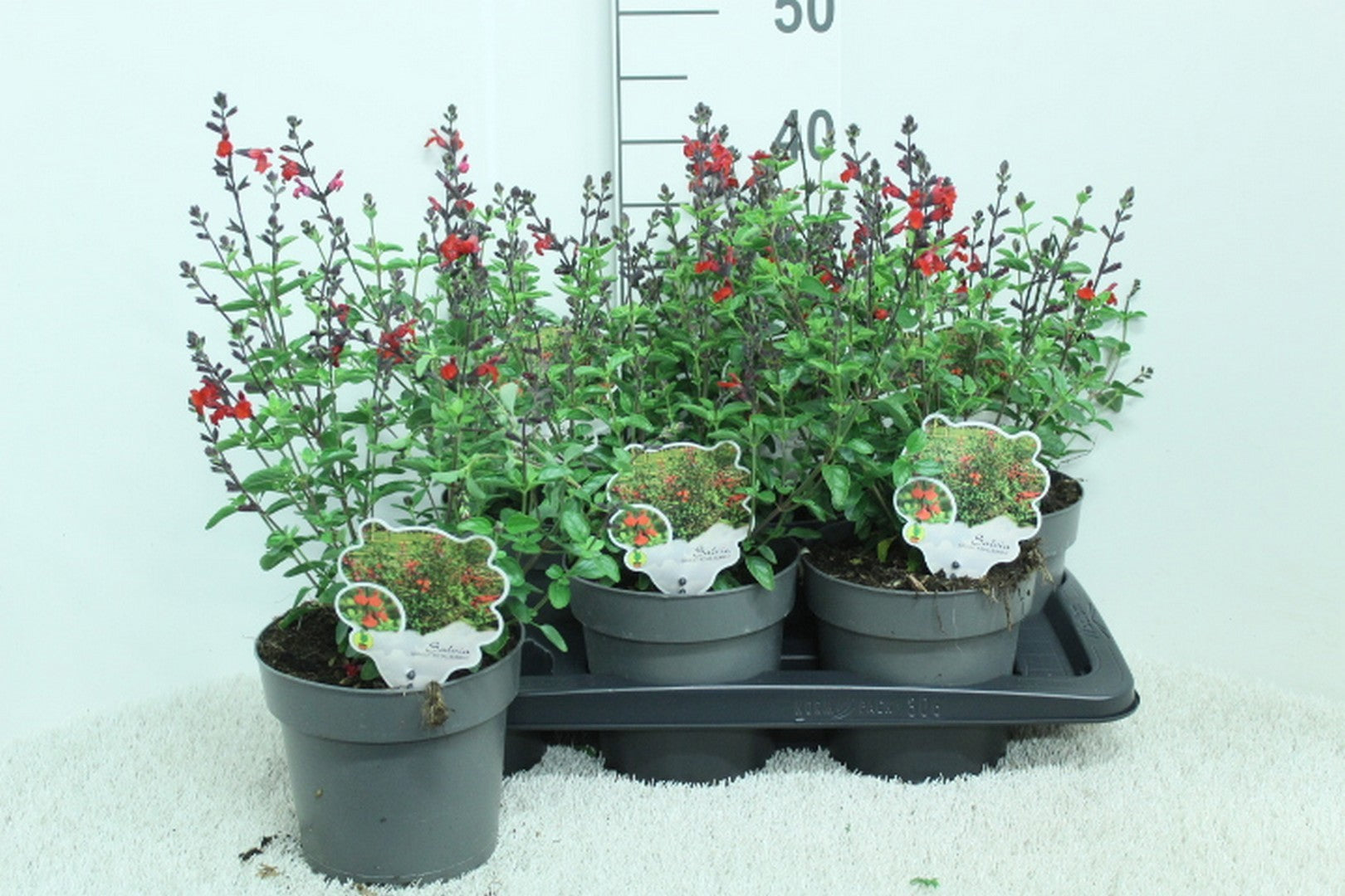 Salvia officinalis 40cm 17cm Pot