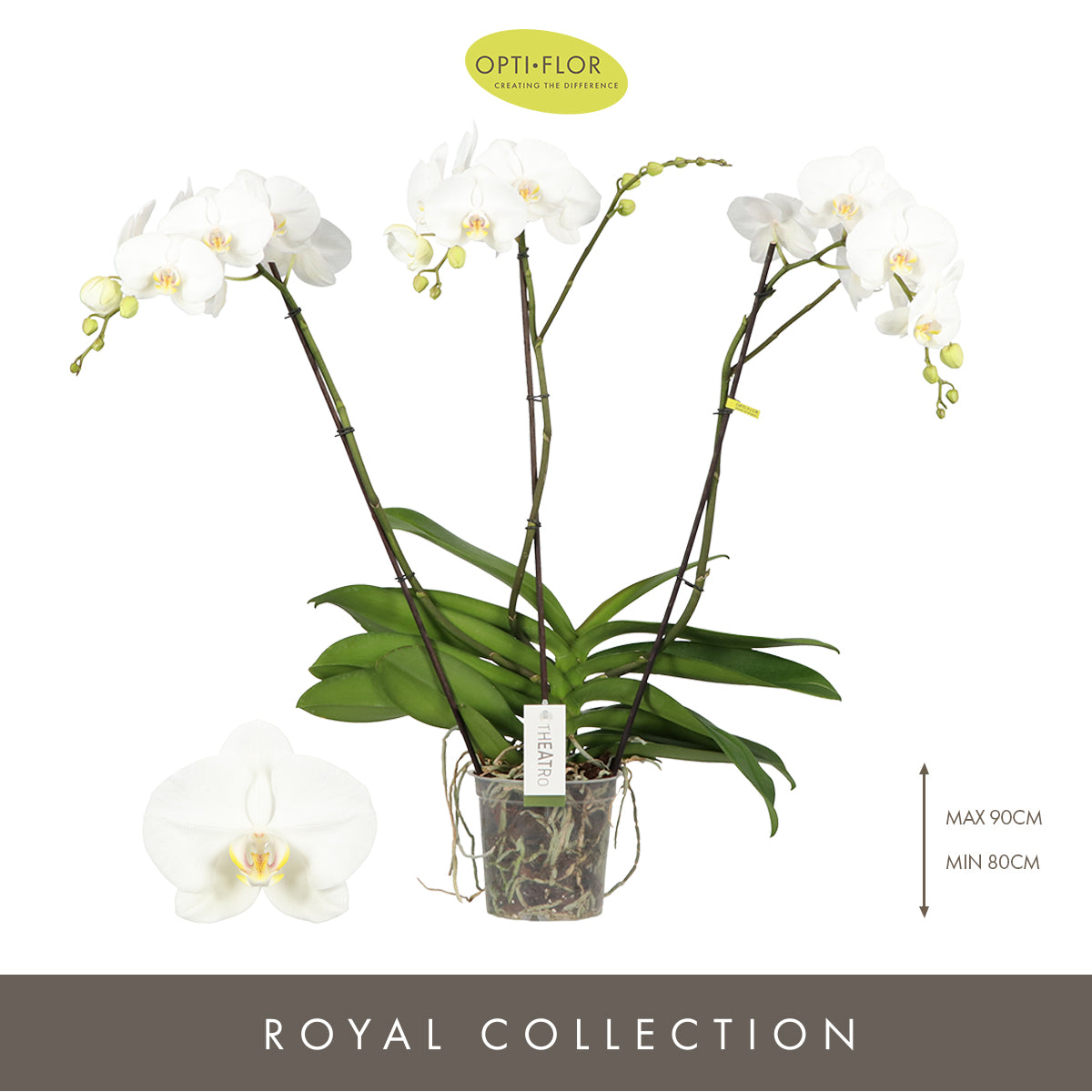 Phalaenopsis Theatro white 85cm 17cm Pot