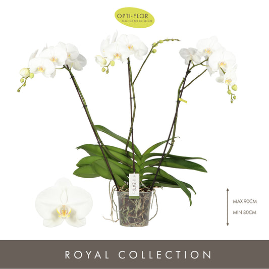 Phalaenopsis Theatro white 85cm 17cm Pot