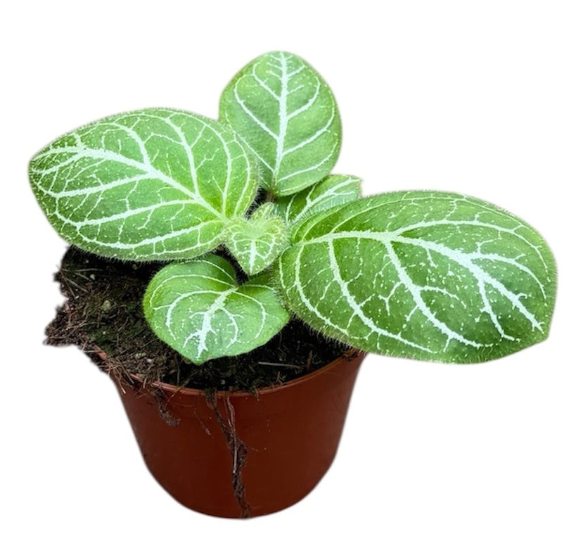 Michaelmoelleria Sp Vietnam 12cm 8cm Pot