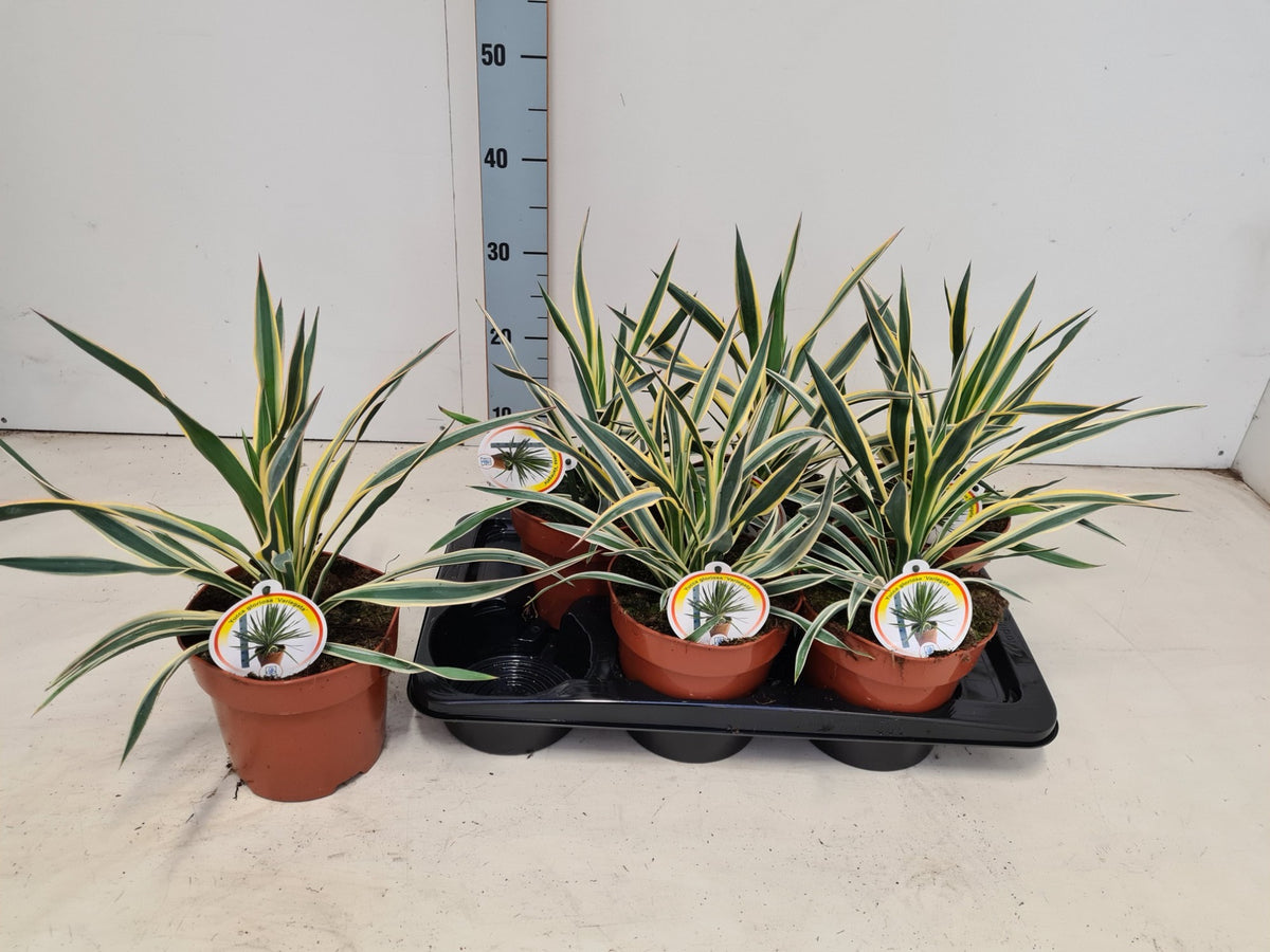 yucca variegata 40cm 17cm Pot