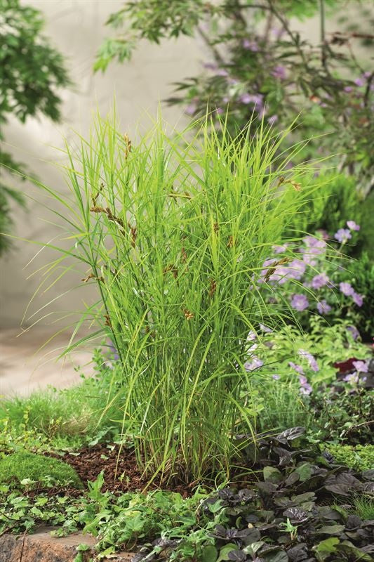 Waterplkw R. Moerings Carex muskingumensis Pack of 3