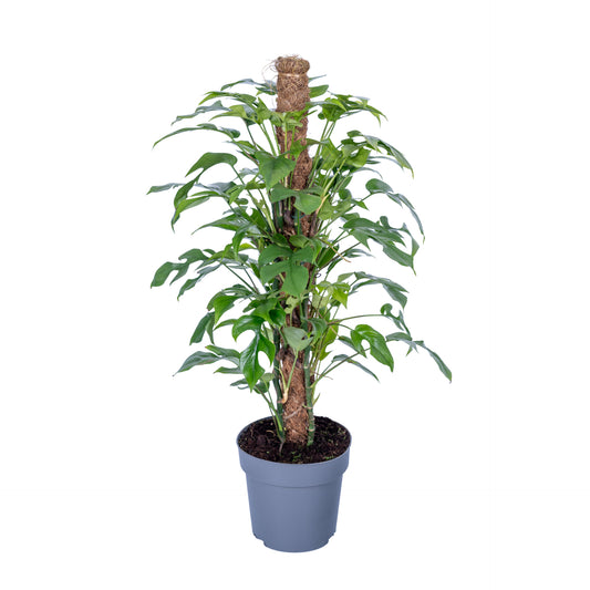 Ichtus Plants Monstera Variegated Pack of 3