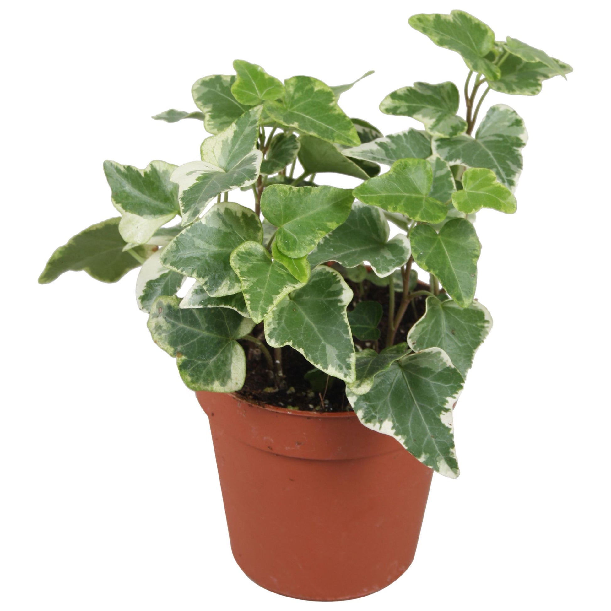 Hedera helix variegated 9cm Pot