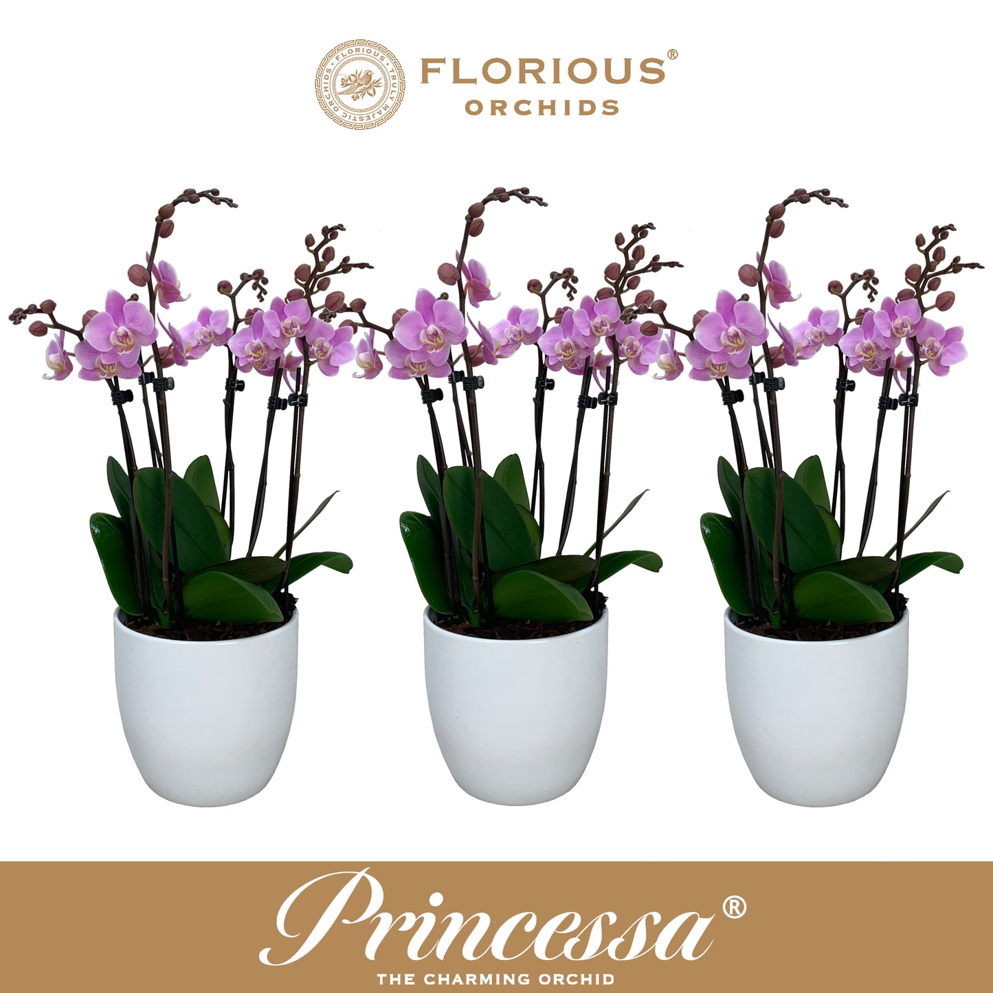 Phalaenopsis pink 50cm 9cm Pot
