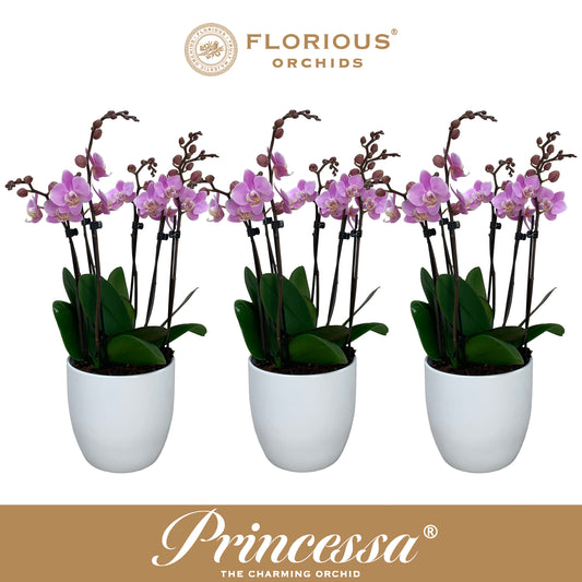 Phalaenopsis pink 50cm 9cm Pot