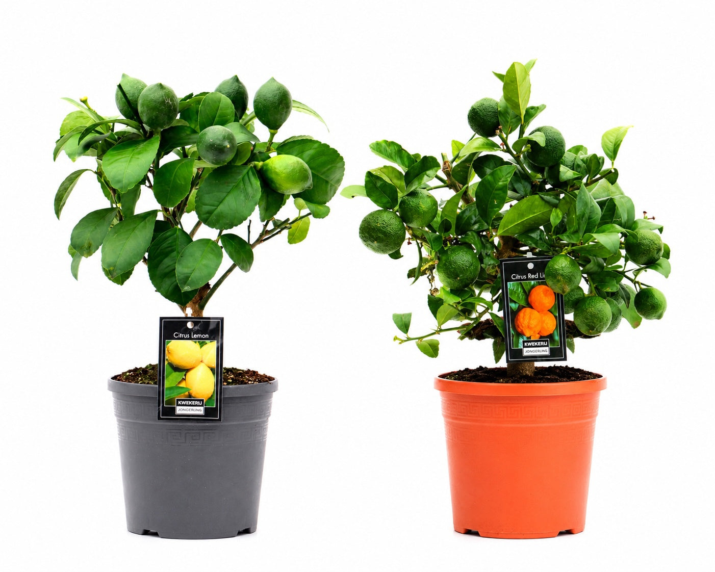 Jongerling, Kwekerij Citrus microcarpa Pack of 6