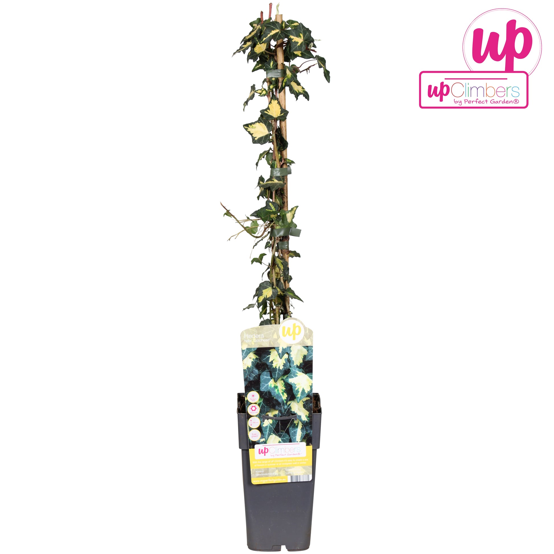 Hedera helix Goldheart 15cm Pot