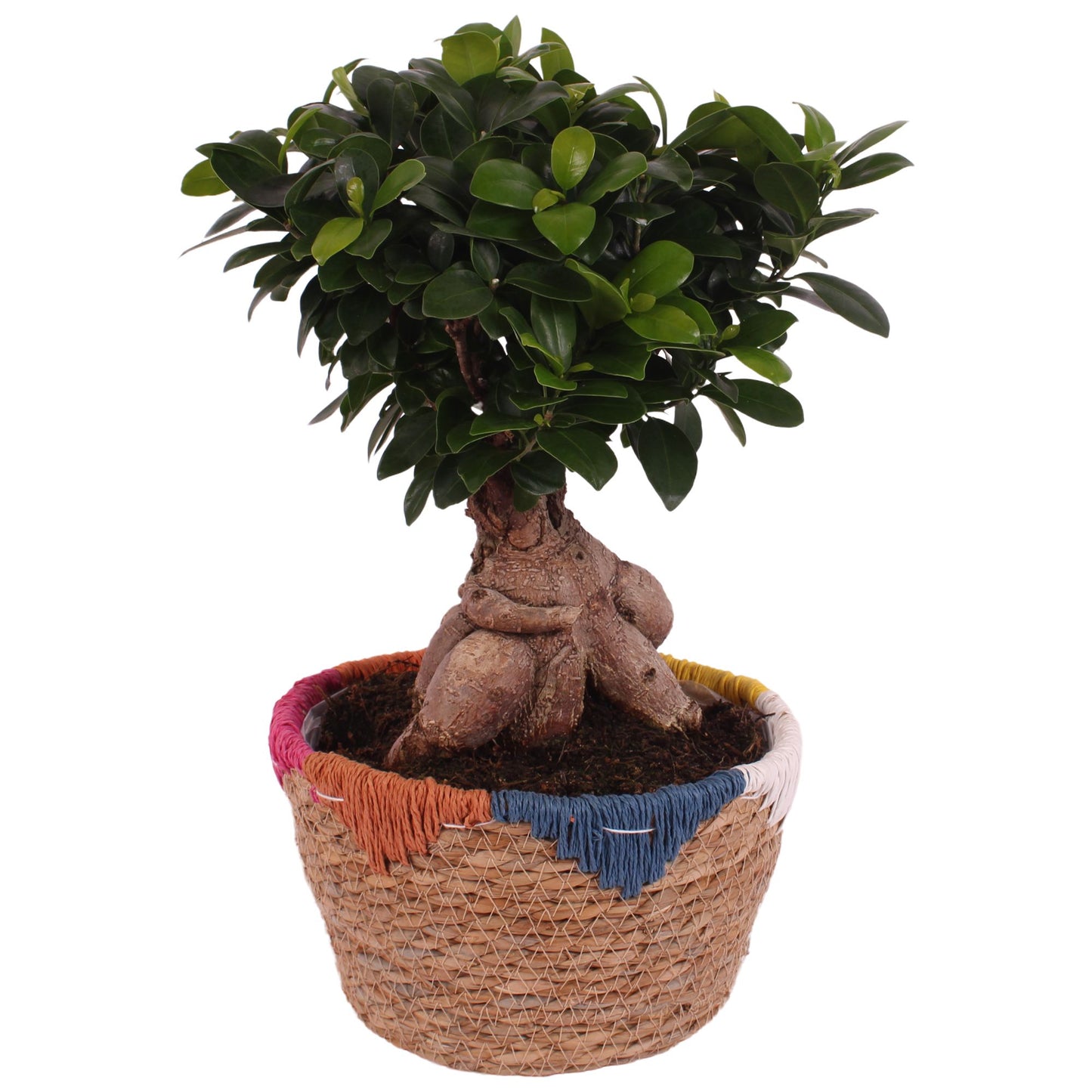 Ficus Ginseng 45cm 22cm Pot