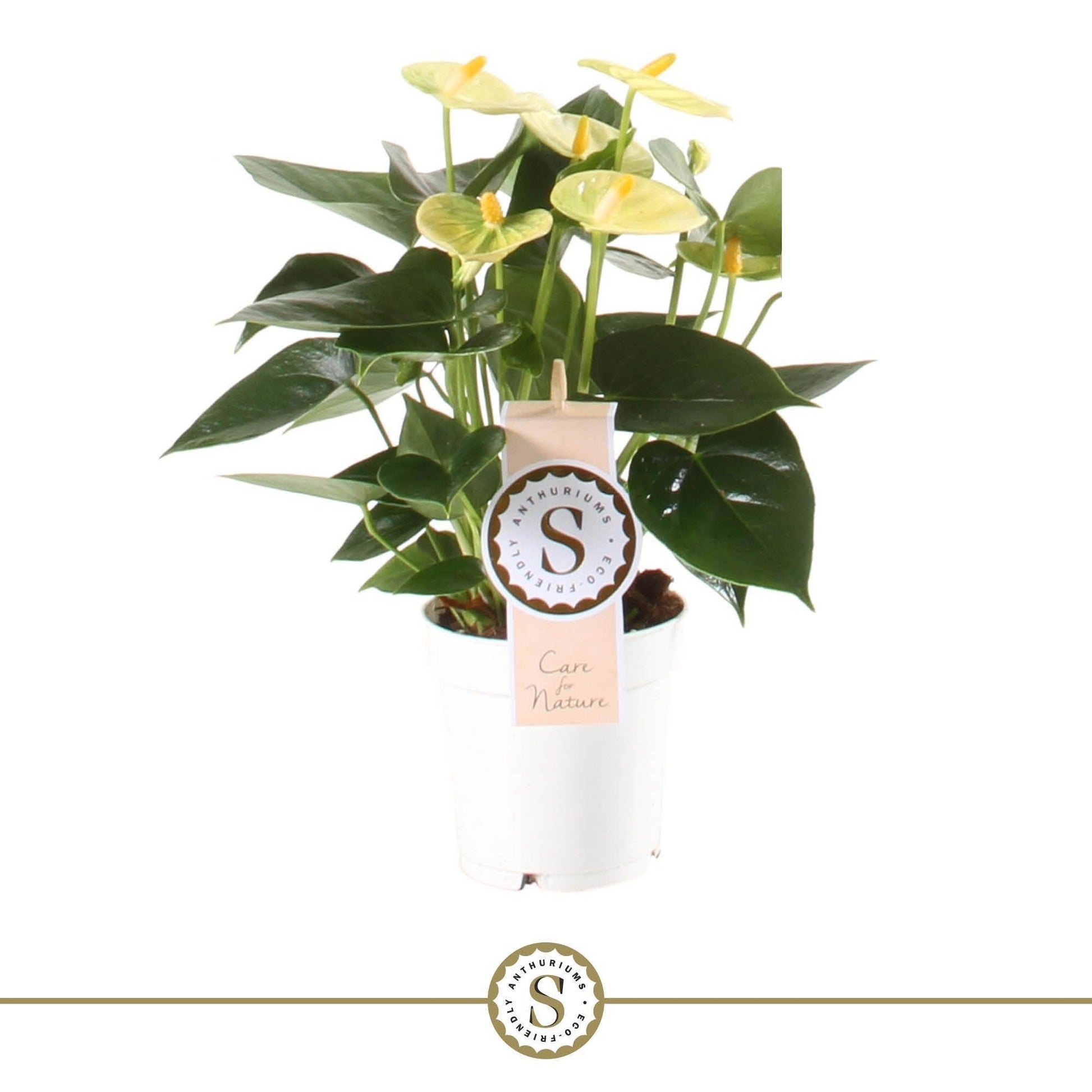 Anthurium Yellow Champion 30cm 9cm Pot