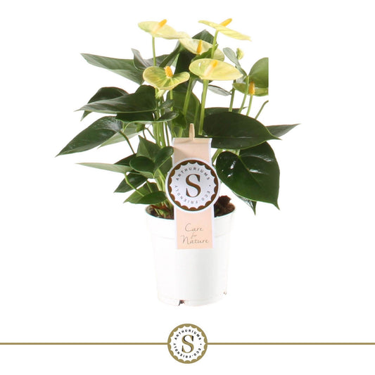 Anthurium Yellow Champion 30cm 9cm Pot