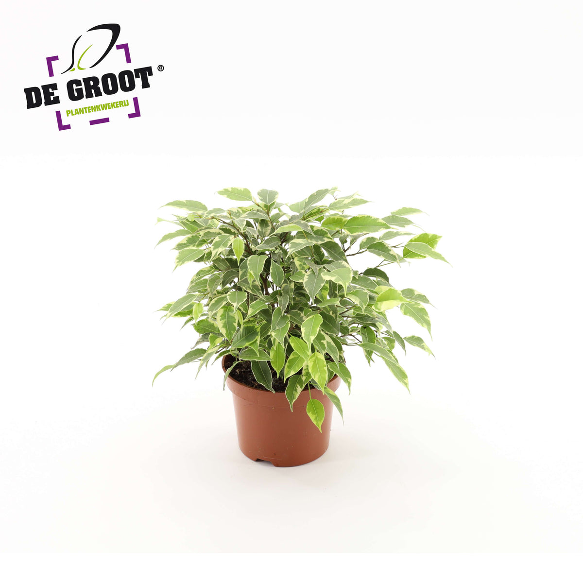 Ficus benjamina Kinky 27cm 12cm Pot