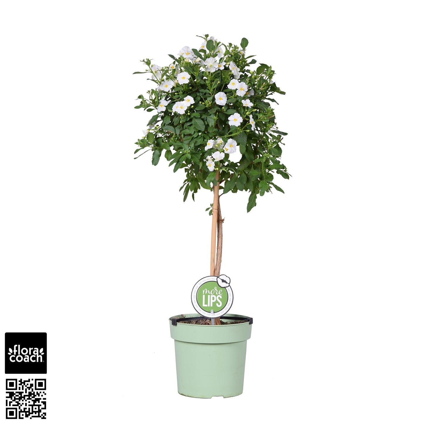 Solanum Charles White 75cm 19cm Pot