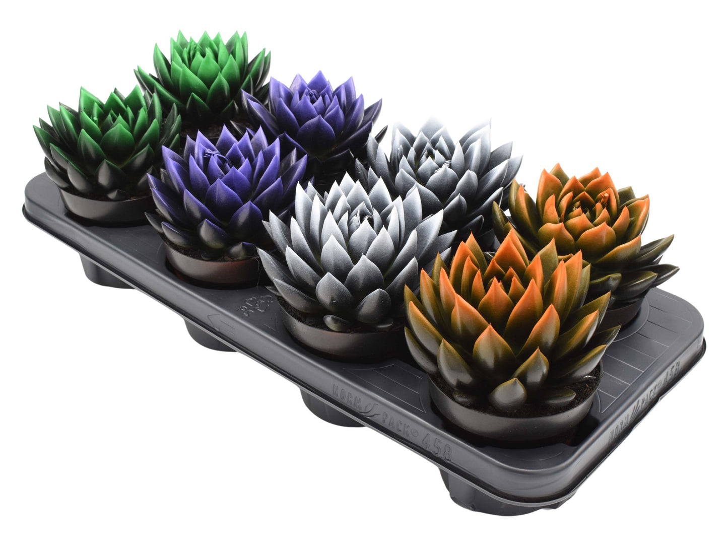 Echeveria Miranda mix 15cm 12cm Pot