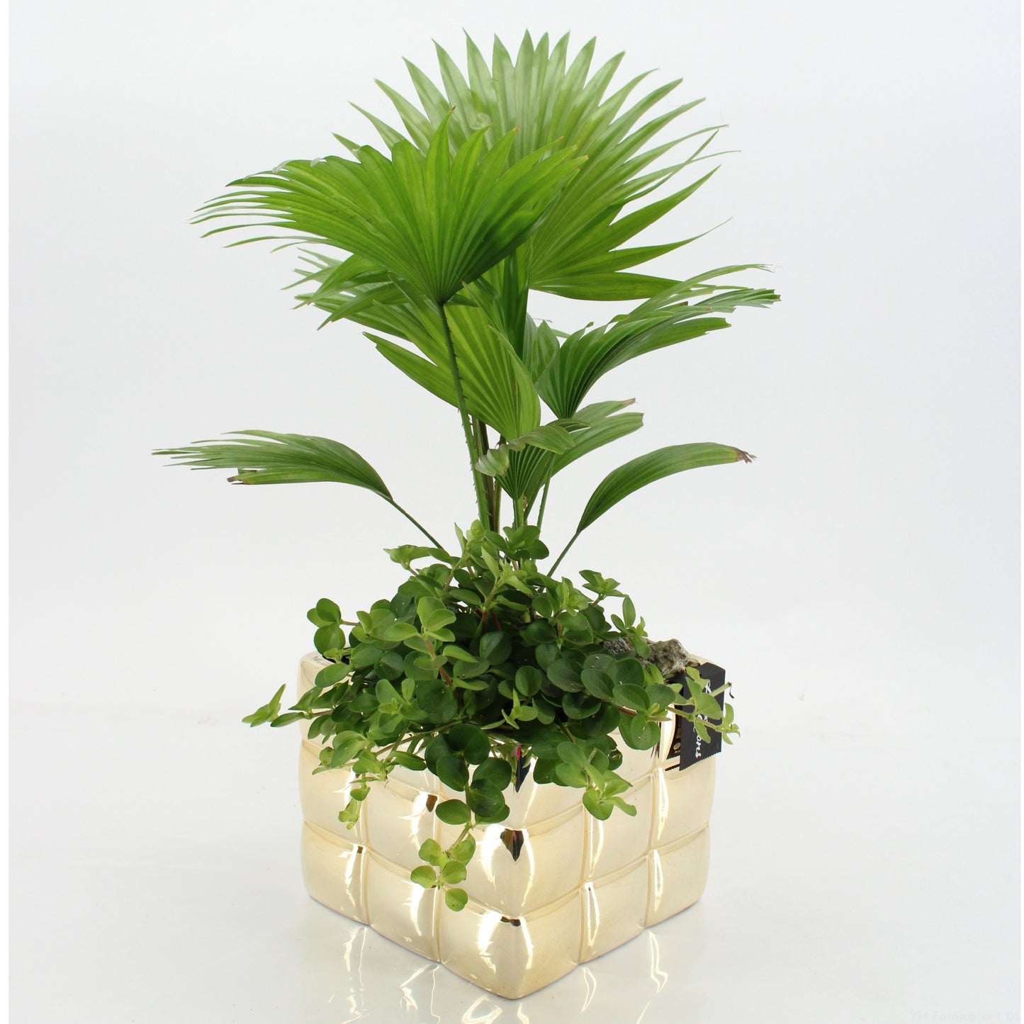 Indoor green arrangement 55cm 18cm Pot