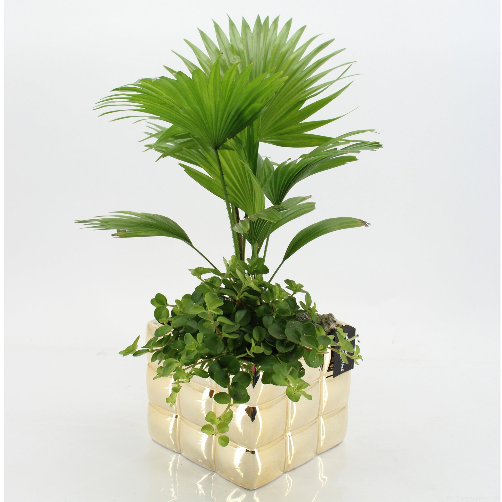Indoor green arrangement 55cm 18cm Pot