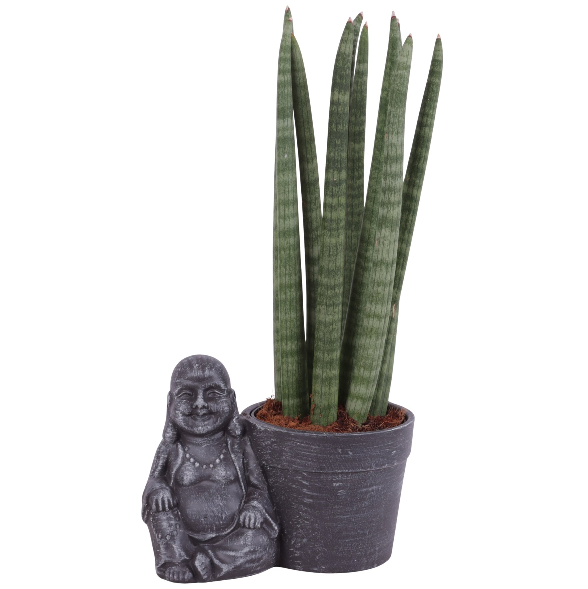 Sansevieria cylindrica 40cm 21cm Pot