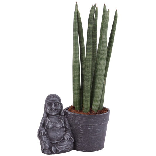 Sansevieria cylindrica 40cm 21cm Pot