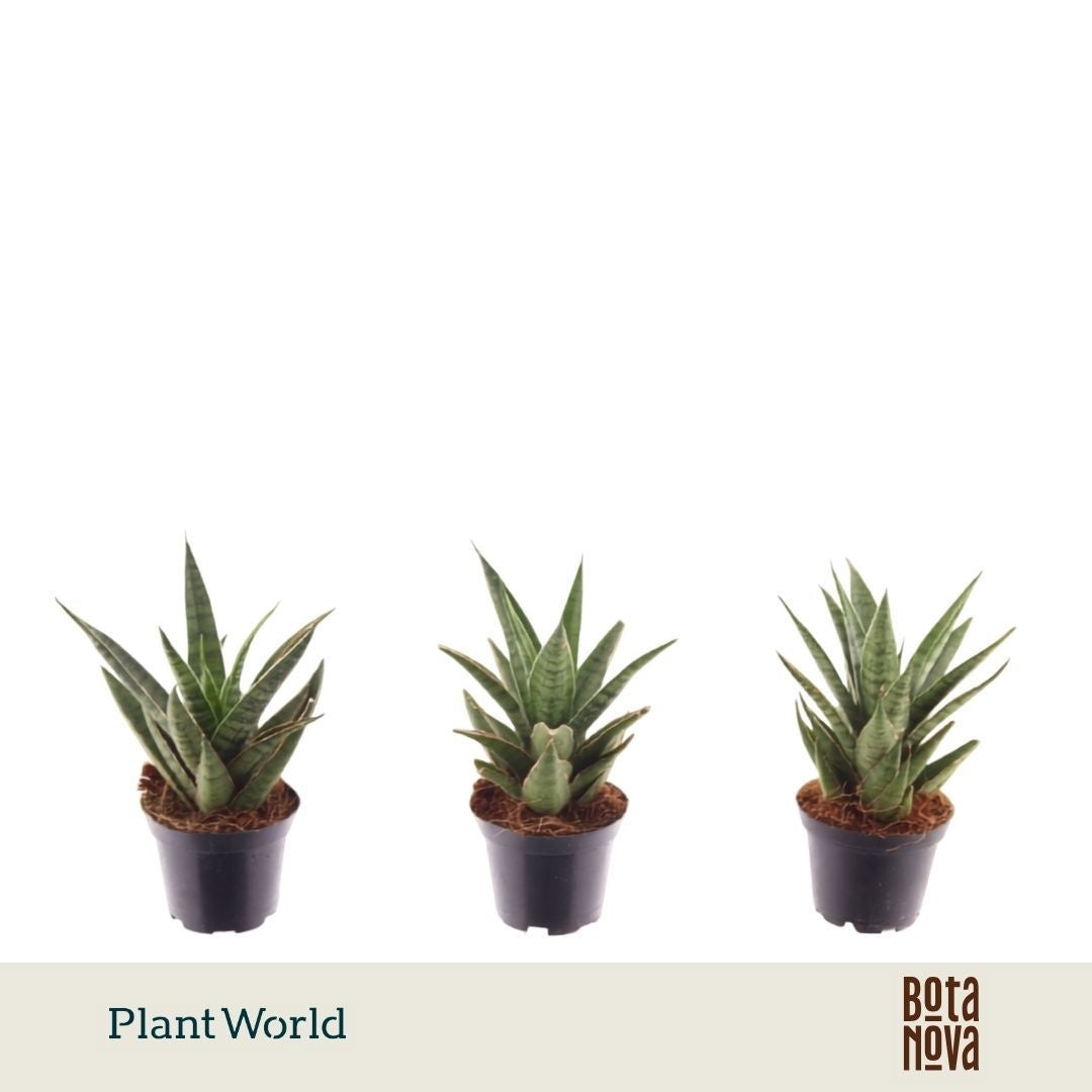 Sansevieria cylindrica 20cm 7cm Pot