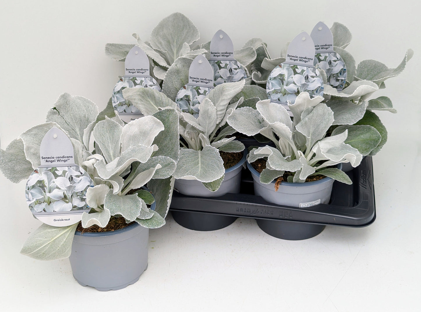 Senecio niv. Bello Grigio 28cm 17cm Pot