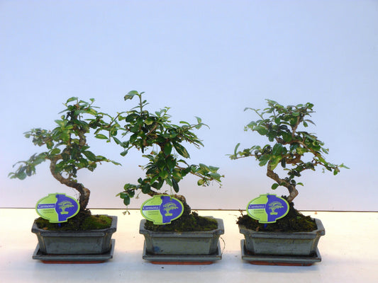 Carmona Bonsai 30cm 15cm Pot