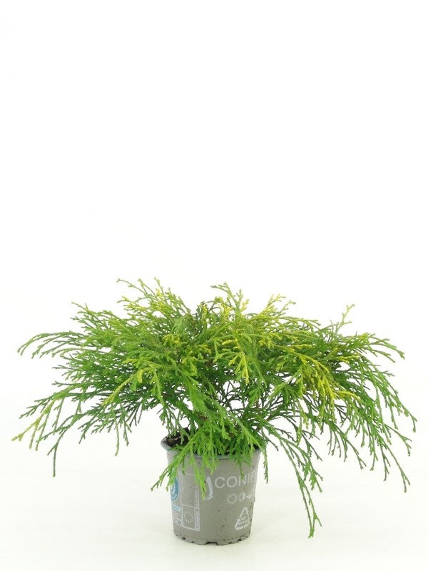 Bloemendaal, Fa.Kw. Chamaecyparis Sungold Pack of 18