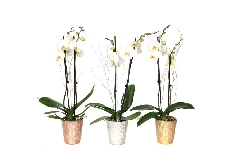 Phalaenopsis white 55cm 12cm Pot