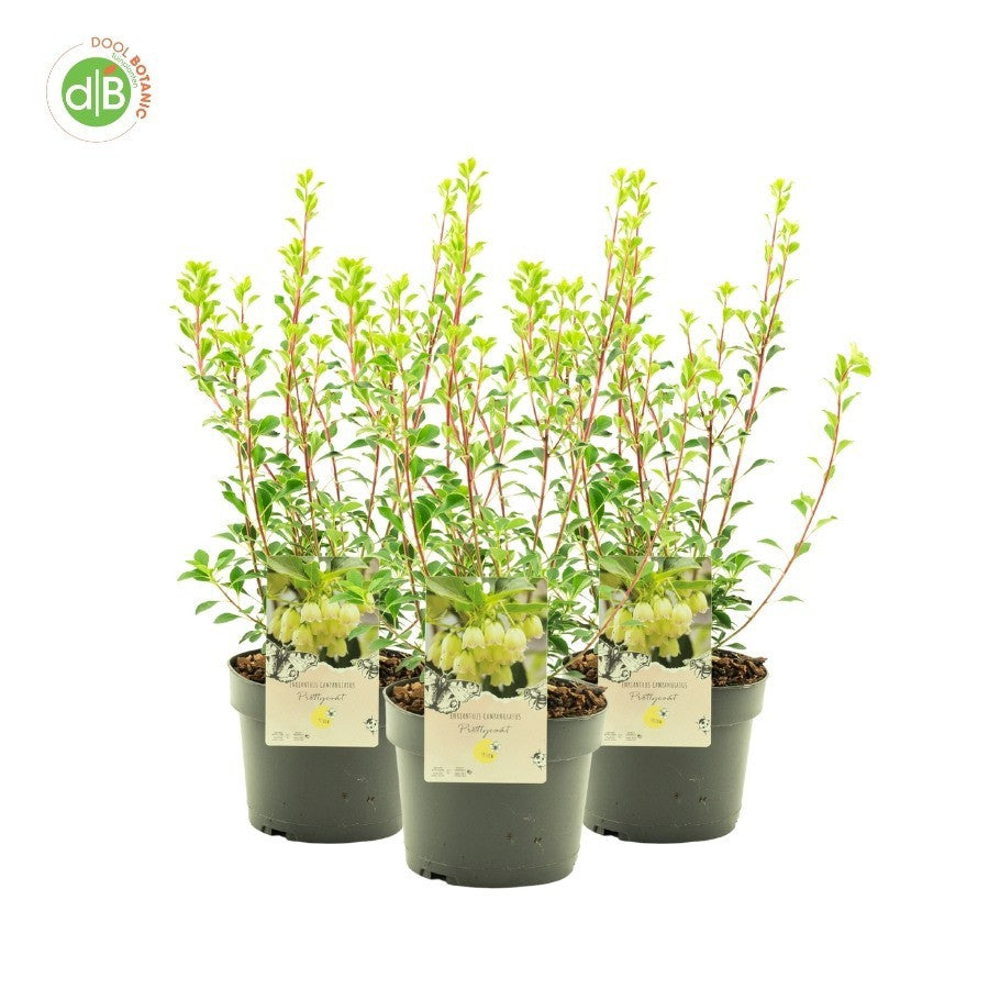 Enkianthus campanulatus 40cm 19cm Pot