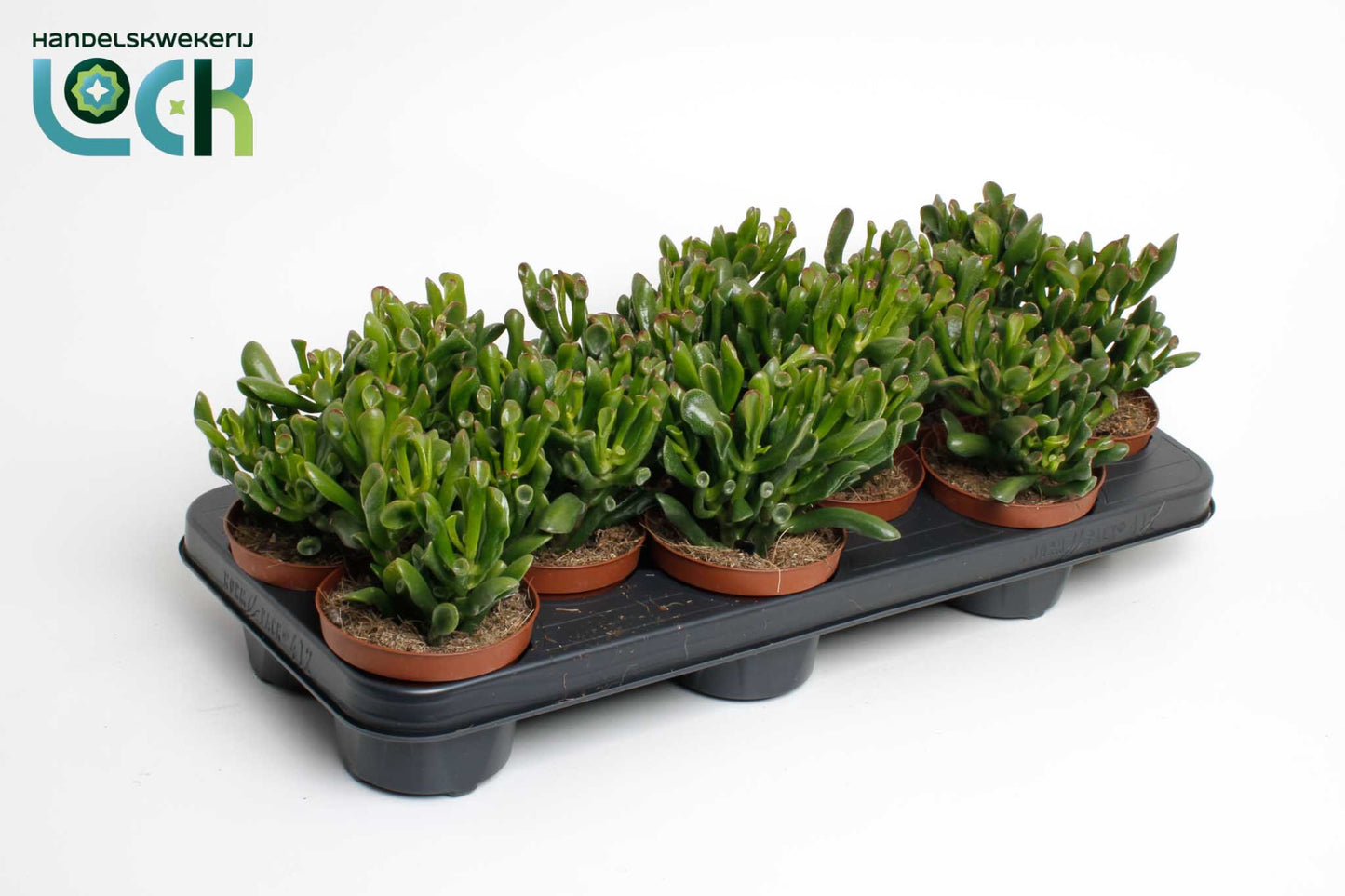Crassula Horn Tree 15cm 510cm Pot