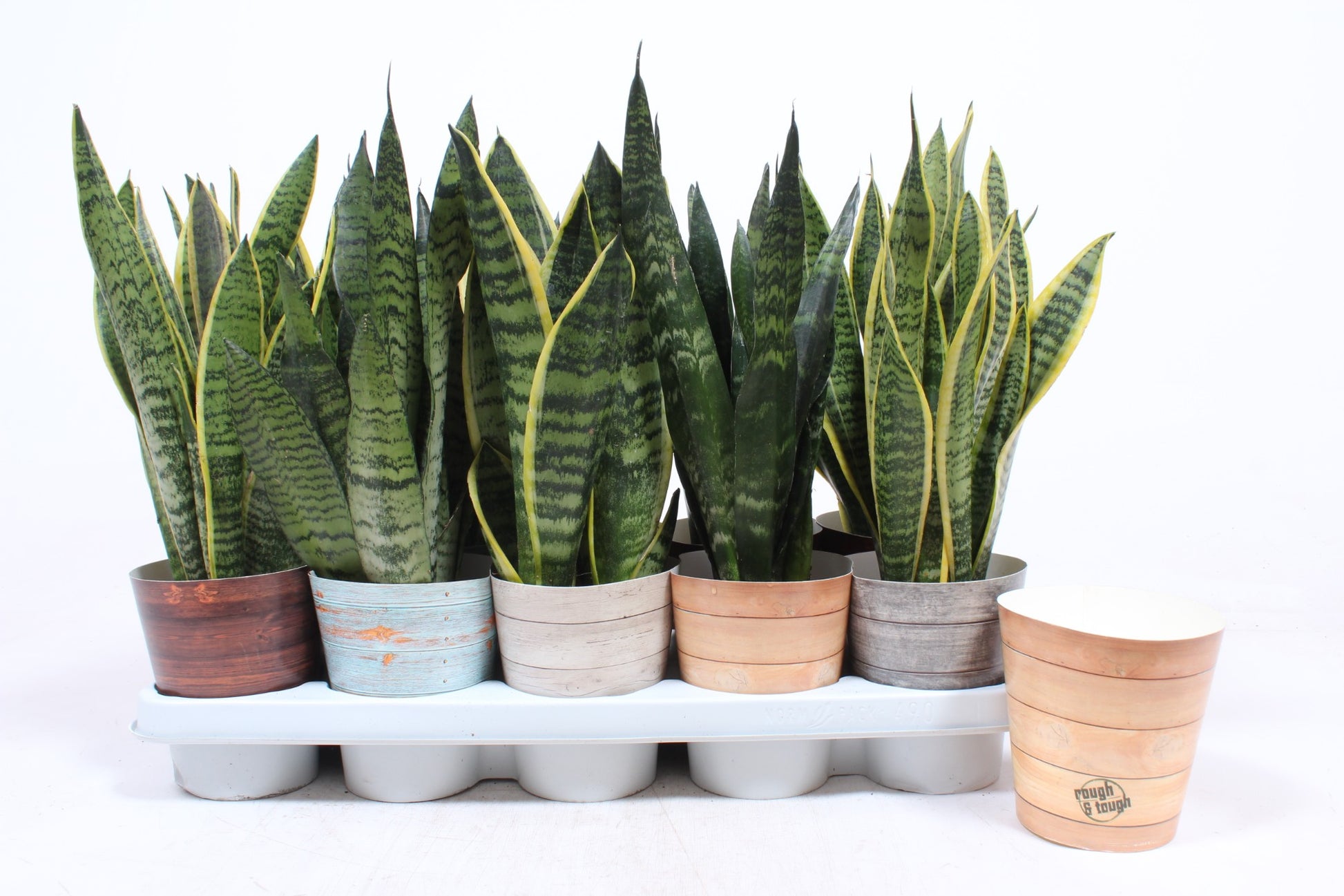 Fachjan BV Sansevieria trifasciata Pack of 10