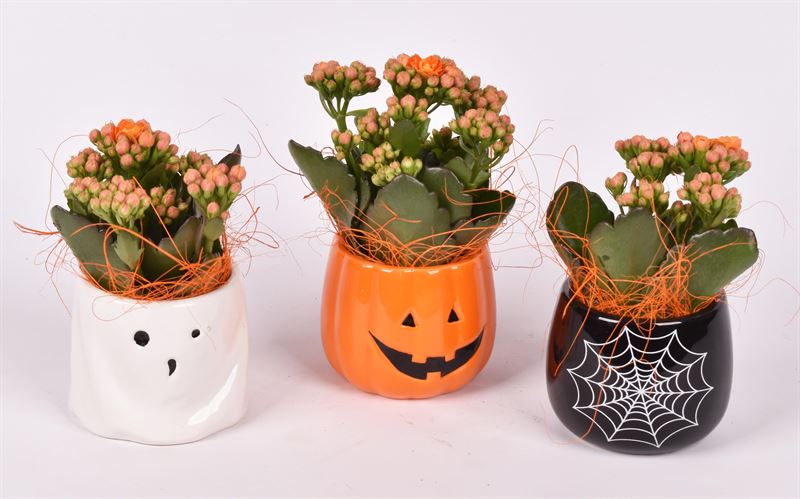 Indoor arrangement 7cm Pot