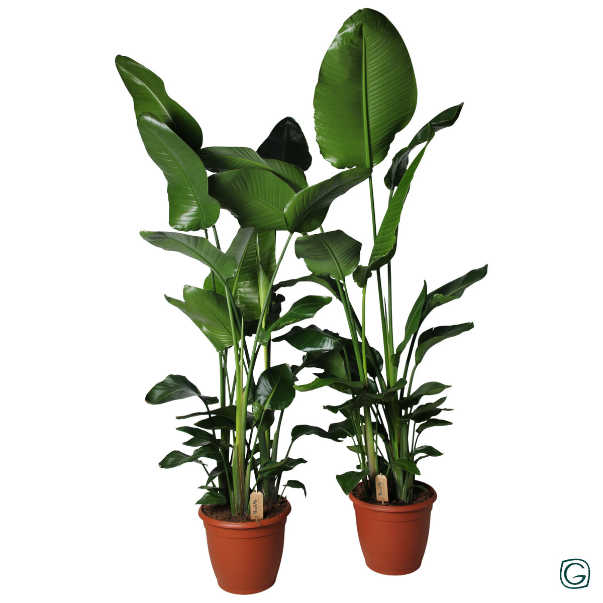 Strelitzia nicolai 180cm 36cm Pot