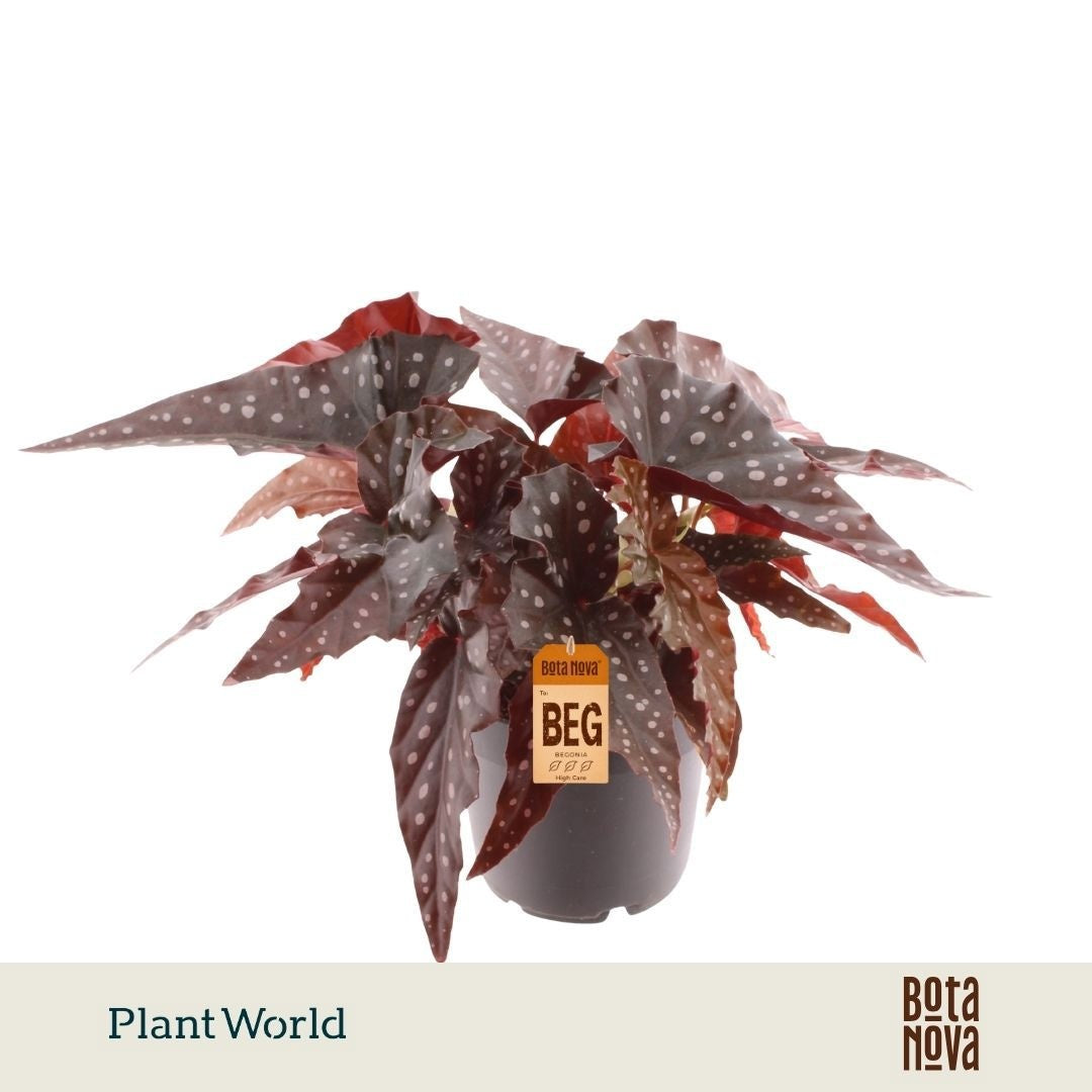 Plantworld Jogrow Begonia Black Forest Pack of 8
