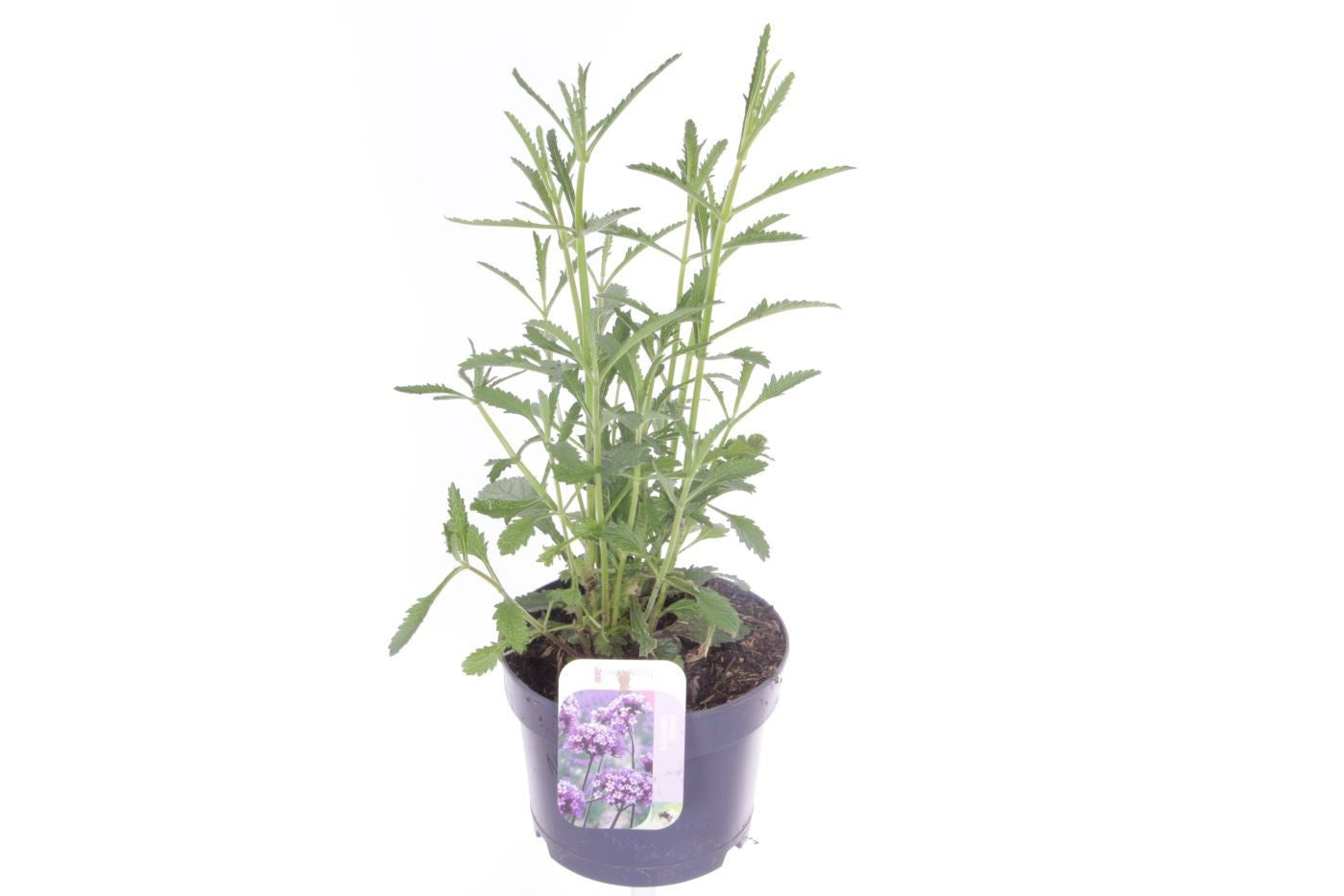 Verbena bonariensis 40cm 17cm Pot