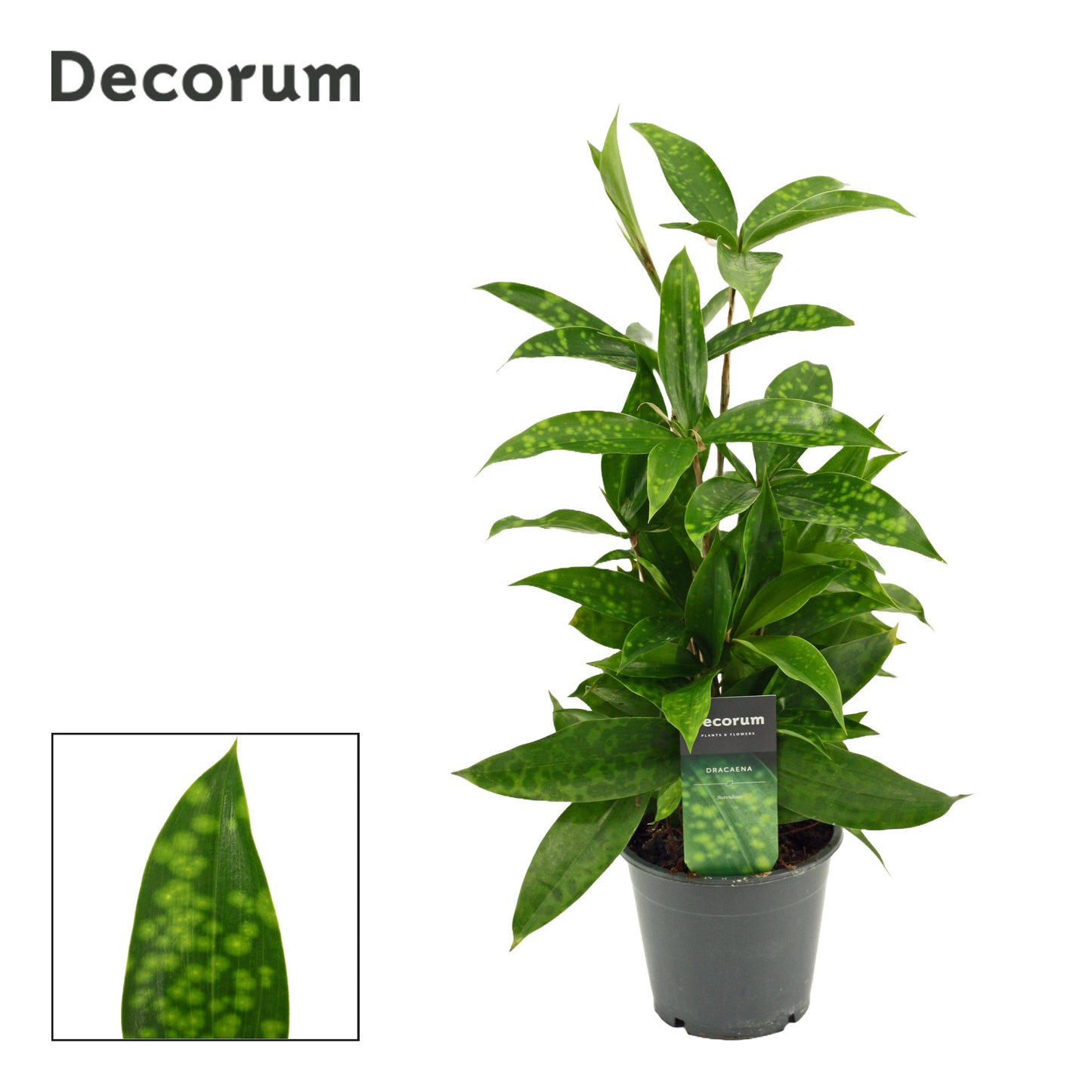 Duijn-Hove BV, kwekerij Dracaena surculosa Pack of 6
