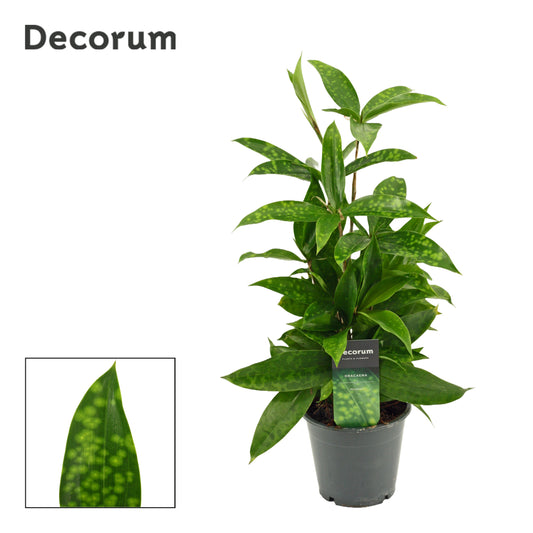 Duijn-Hove BV, kwekerij Dracaena surculosa Pack of 6
