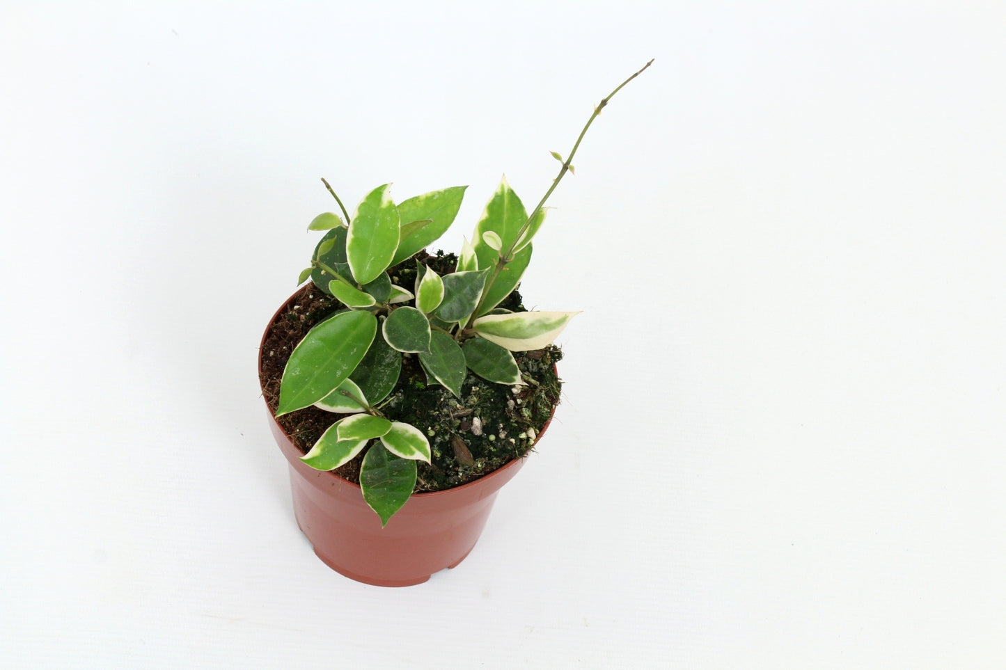 Hoya lacunosa 15cm 12cm Pot
